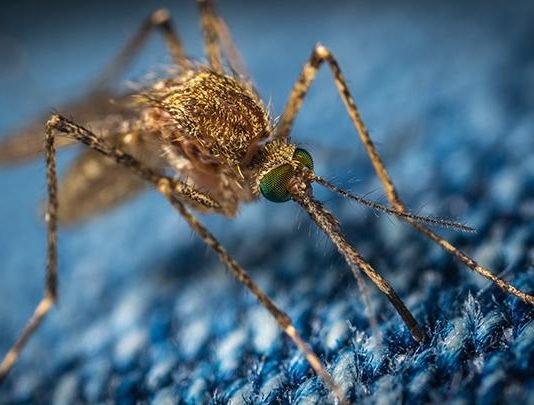 Mosquitoes outnumber us and no one likes them