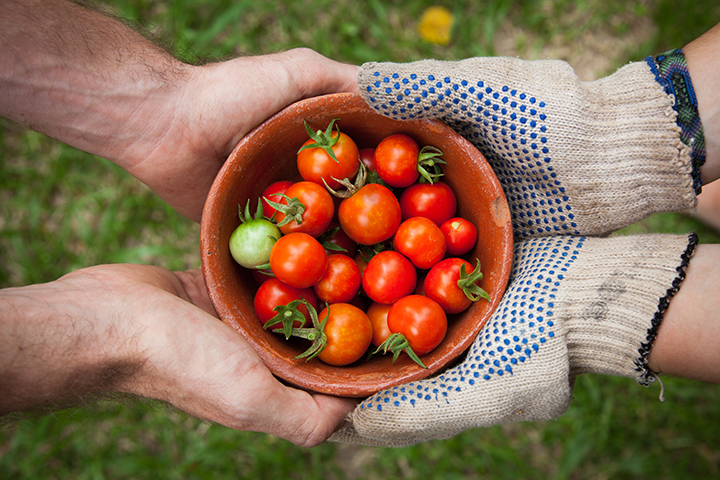 Canning 101: A Field Guide to Jars – Food in Jars