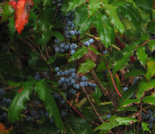 Oregon Grape Jam
