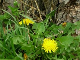 Making dandelions palatable