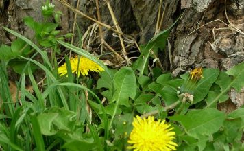 Making dandelions palatable