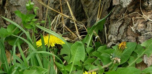 Making dandelions palatable
