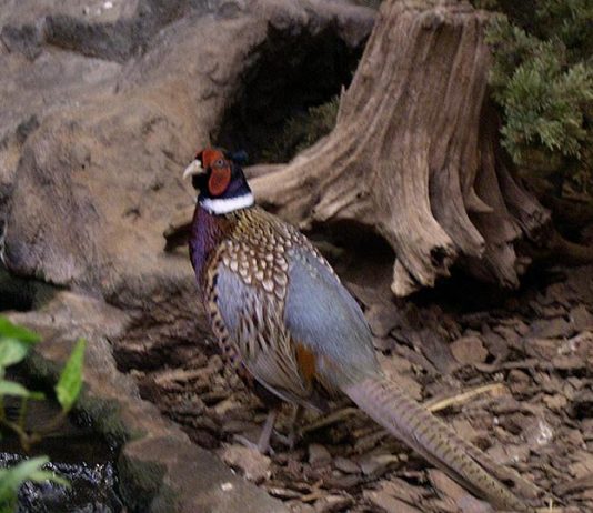 Four Pepper Pheasant