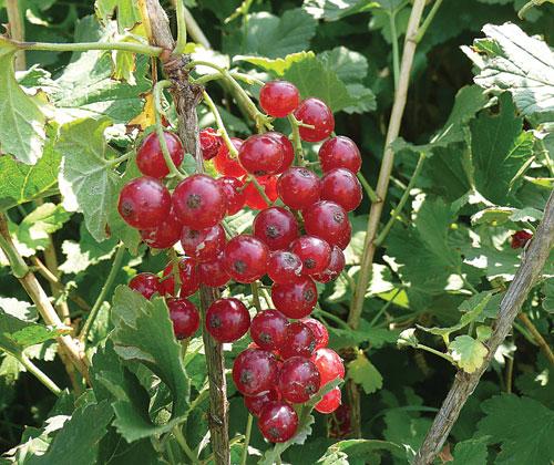 Currants And Gooseberries Backwoods Home Magazine