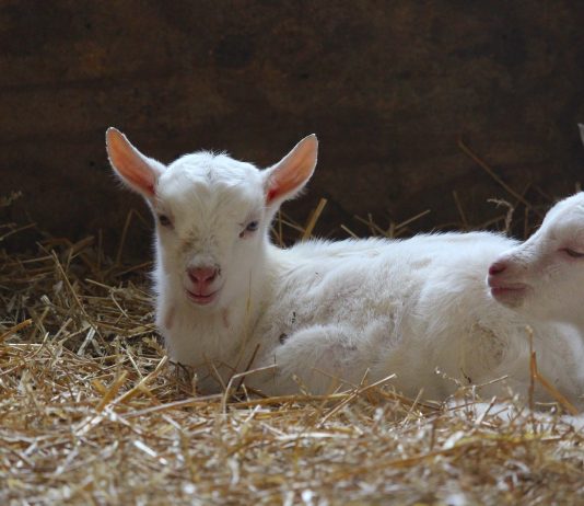 Goat birthing and raising kids