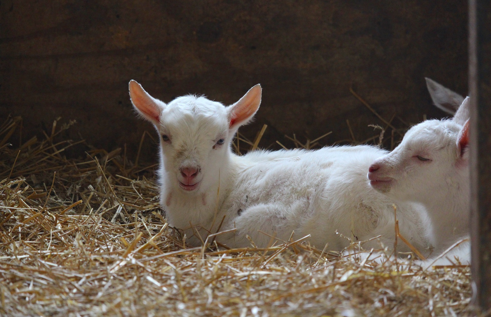 When a Goat Kicks the Bucket