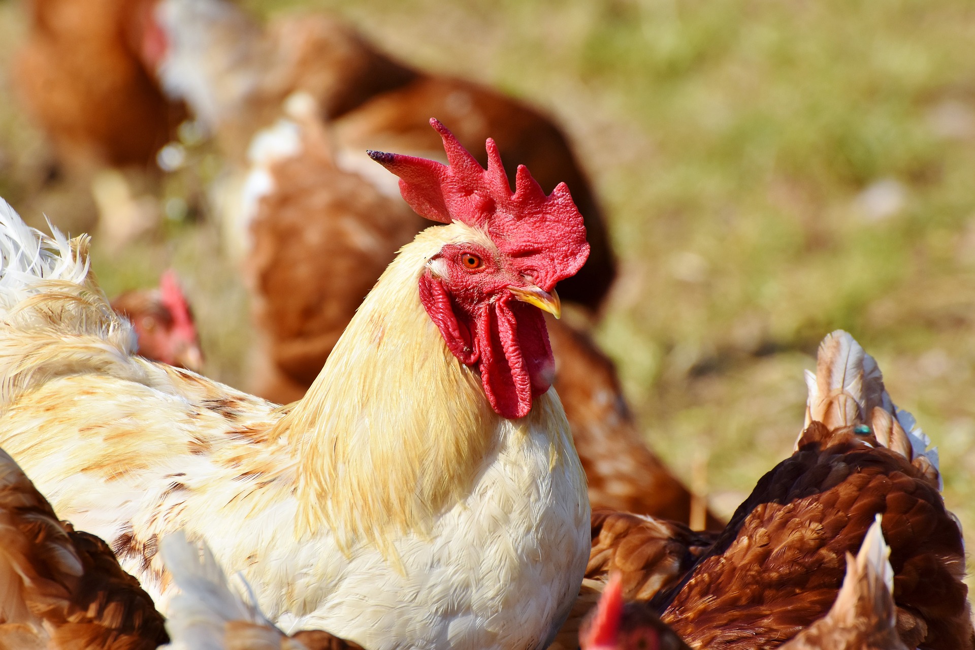 Animal rights loonies save the chickens but ruin the County Fair -  Backwoods Home Magazine