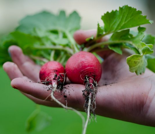 Gardening the Year ‘Round