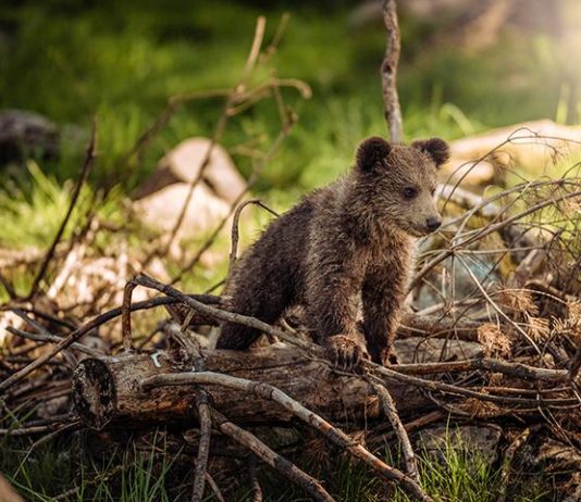 Stay clear of young wild animals