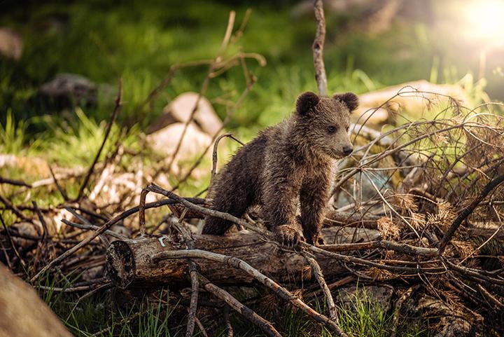 Stay clear of young wild animals - Backwoods Home Magazine
