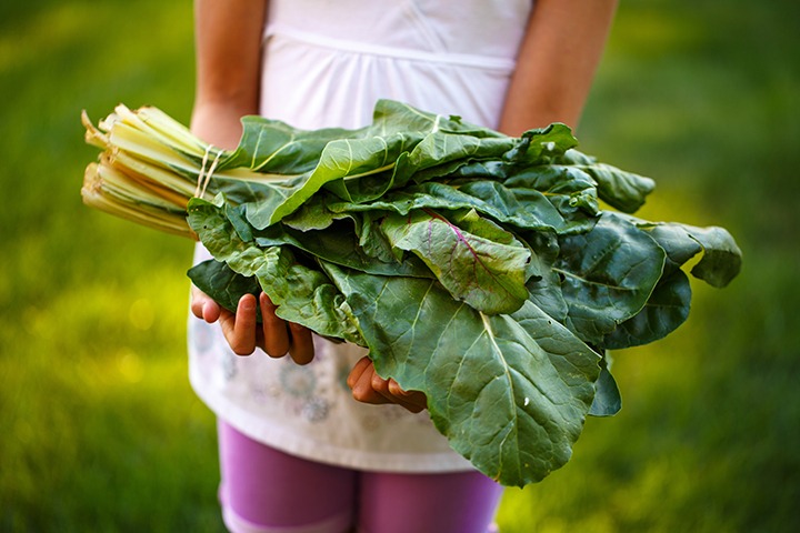Leafy Green Vegetables — The Underrated Heroes of the Garden