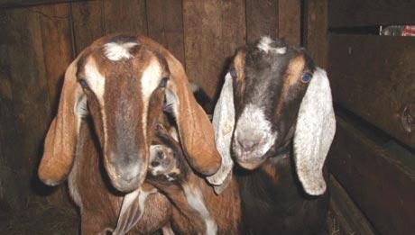 Switch your family to goat’s milk