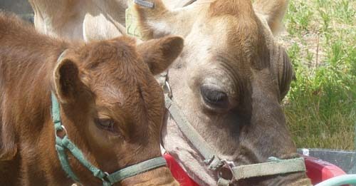 Animal disease traceability