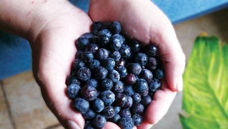 Blueberry Cash Crop