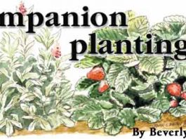 Companion Planting