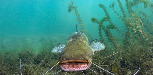 Caribbean Catfish