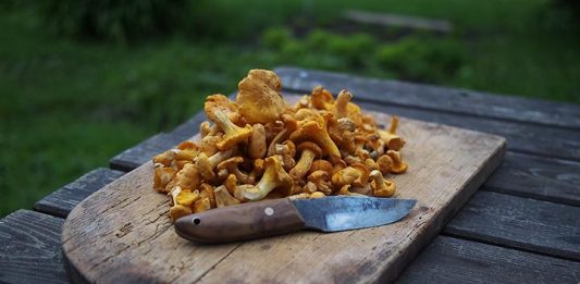 The enchanting Chanterelle — Gourmet goodies free from the forest