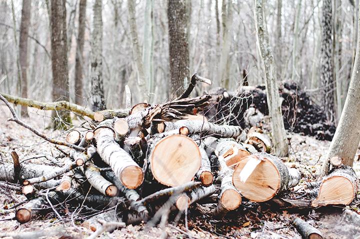 Harvest your own firewood - Backwoods Home Magazine