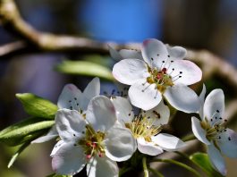 No Worrying About Fire Blight with Orient and Kieffer Pears