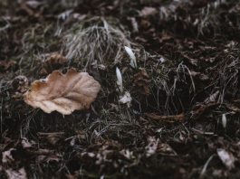 Put Your Garden to Bed for the Winter