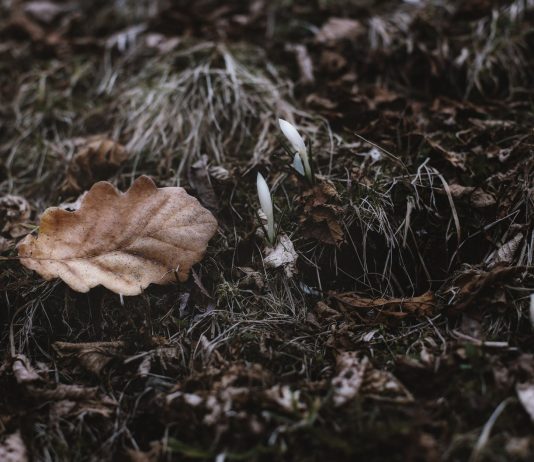 Put Your Garden to Bed for the Winter