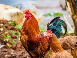 Tastes Just Like Chicken