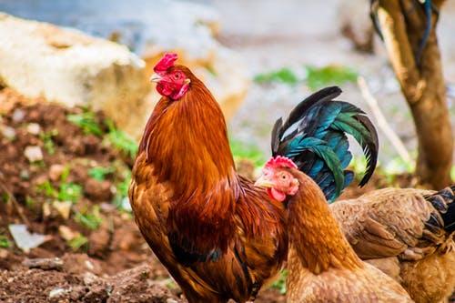 jersey giant rhode island red cross