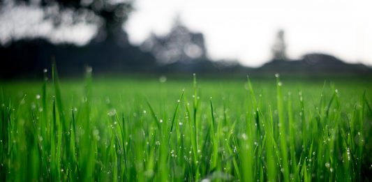 A Child’s Garden — More than Child’s Play