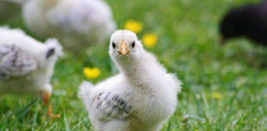 Forget the dog, chicken is man’s best friend