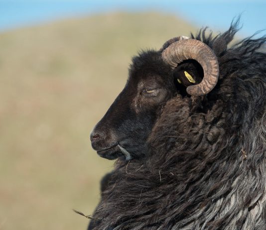 Every group needs a black sheep