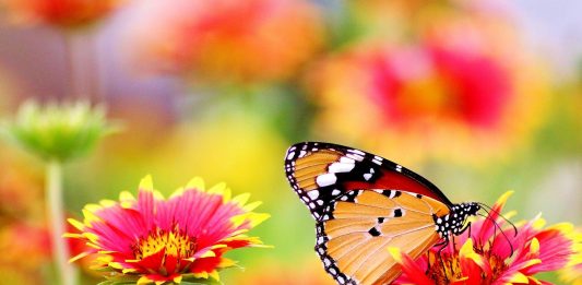 Flowers Brighten the Garden