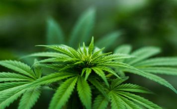 Should both drugs and guns be legal?