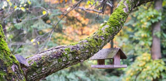 The ‘Chocolate Tree’ Isn’t Just for Kids