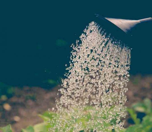 Okra — Not Just for the South