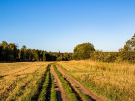 An economical battery of guns for the backwoods home