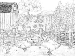 Building and using wattle fences