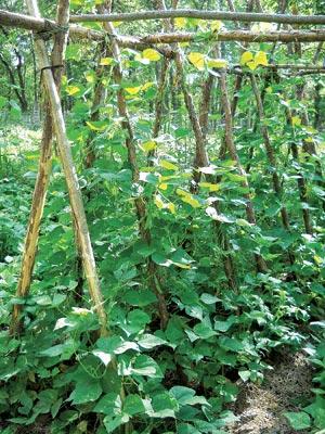 A trellis keeps pinto beans well above the ground, making them less likely to contact soil pathogens.