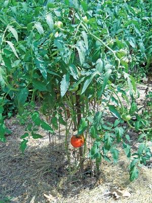 Straw mulch around staked and caged tomatoes.