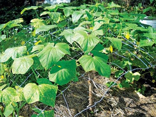 A scrap of field fence propped up by last year's Christmas tree keeps cucumbers off the ground.