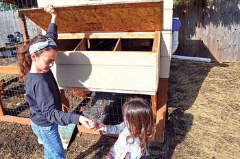 gathering eggs from our backyard chickens