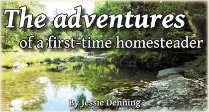 The adventures of a first-time homesteader By Jessie Denning