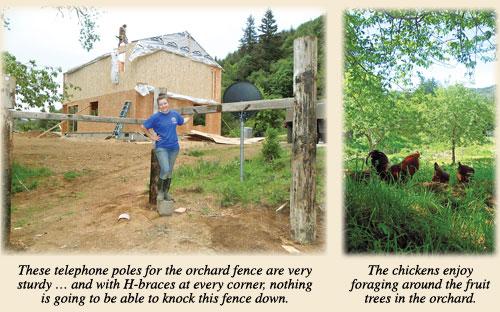 Sturdy orchard fence and chickens