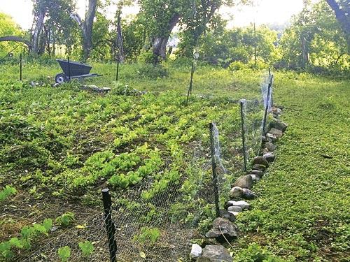 The woodchuck-proof fence