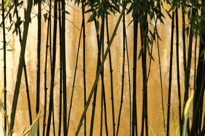 Growing and Using Your Own Bamboo - Backwoods Home Magazine