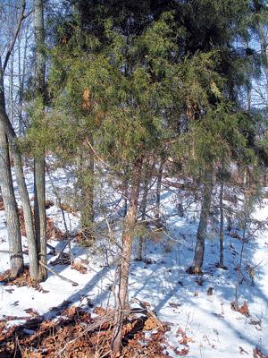 Tree surrounded by kindling