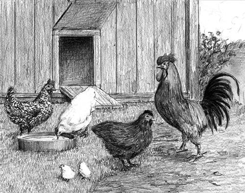 Drawing of chickens