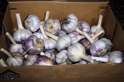 Spanish Roja garlic