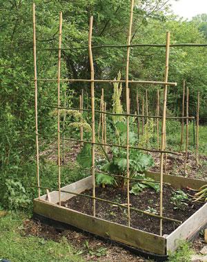 Growing and Using Bamboo on the Homestead