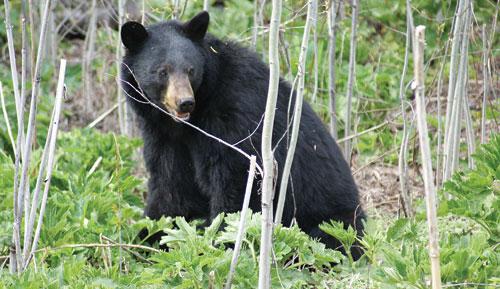 A spring bear fattening up on fresh greenery