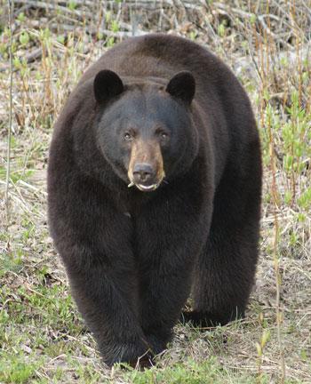 When you want to make bear lard, a fat autumn bear like this one will yield plenty.